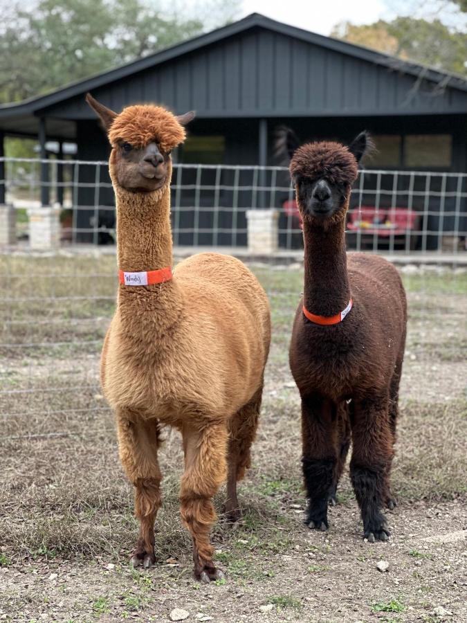 Relaxing Alpaca Ranch Mins From Downtown Wimberley Villa Exteriör bild
