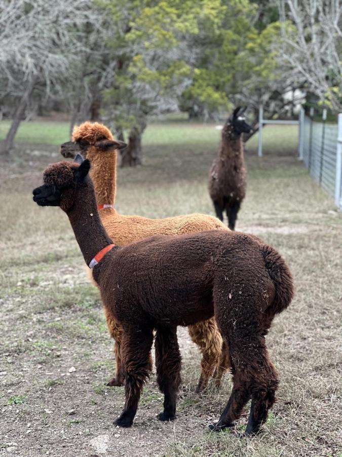 Relaxing Alpaca Ranch Mins From Downtown Wimberley Villa Exteriör bild